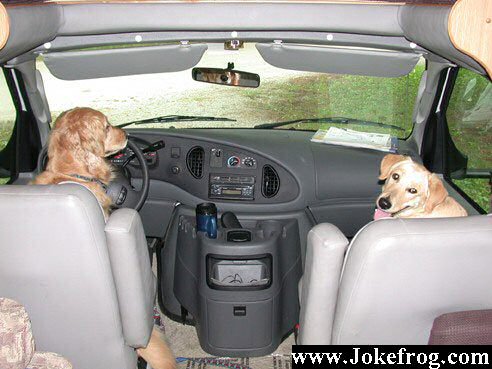 Caes Volante